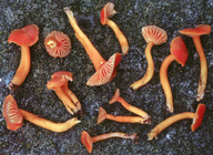 Hygrocybe reidii