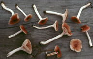 Hygrocybe radiata