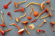 Hygrocybe insipida