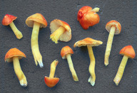 Hygrocybe aurantiosplendens