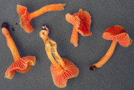 Hygrocybe quieta