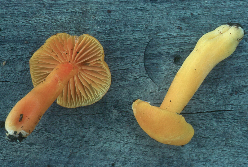 Hygrocybe quieta