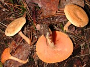 Hygrophoropsis aurantiaca