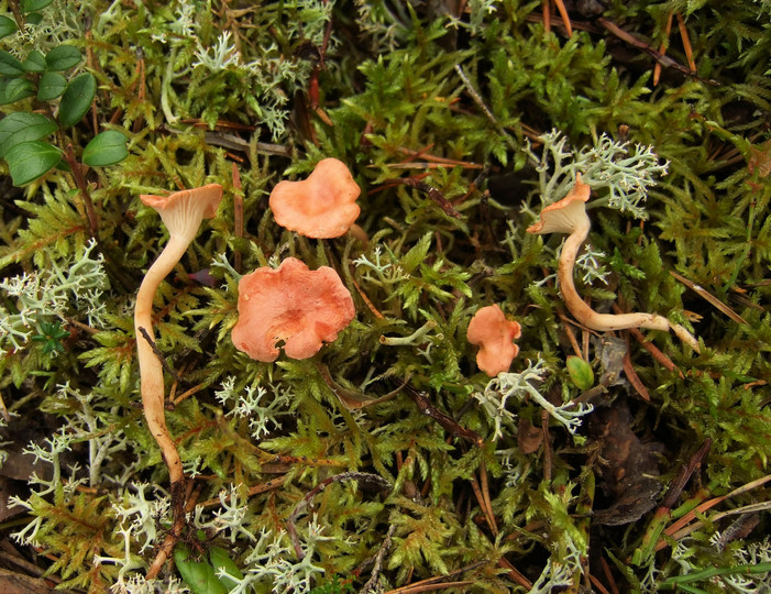 Hygrophoropsis olida