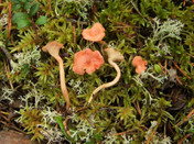 Hygrophoropsis olida