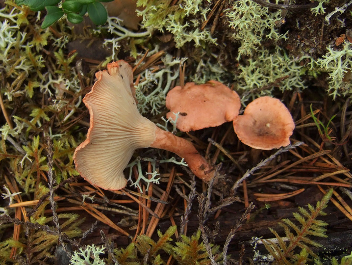 Hygrophoropsis olida