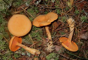 Hygrophoropsis aurantiaca