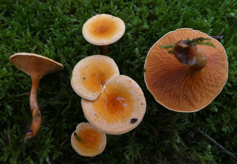 Hygrophoropsis aurantiaca