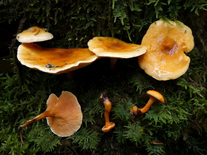 Hygrophoropsis aurantiaca