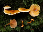 Hygrophoropsis aurantiaca