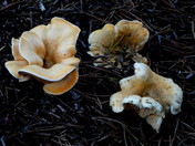 Hygrophoropsis aurantiaca