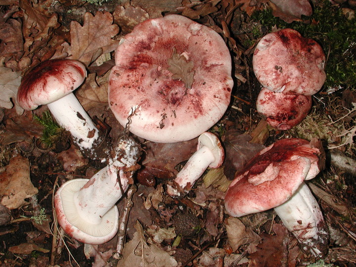 Hygrophorus russula