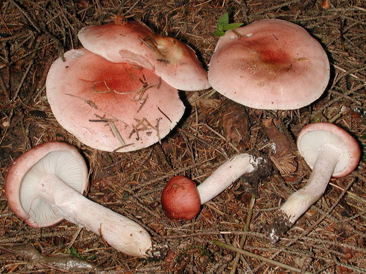 Hygrophorus erubescens