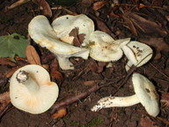 Hygrophorus chrysodon