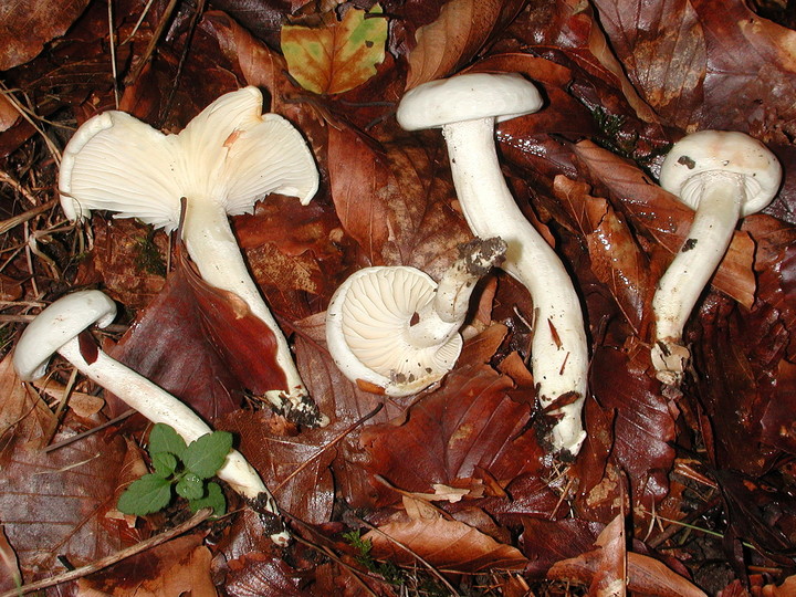 Hygrophorus discoxanthus