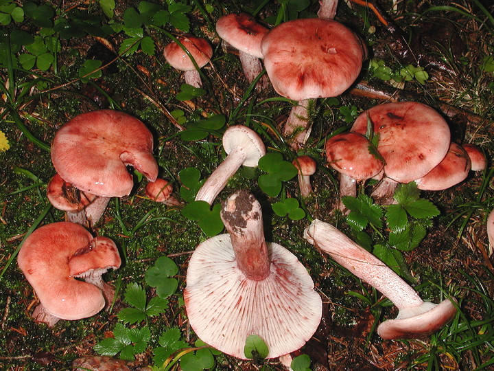 Hygrophorus erubescens