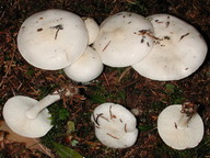 Hygrophorus agathosmus f. alba