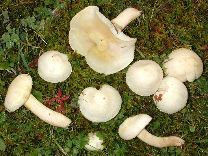 Hygrophorus chrysodon