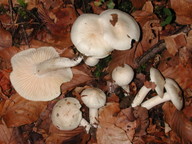 Hygrophorus penarius