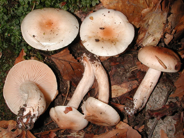 Hygrophorus lindtneri