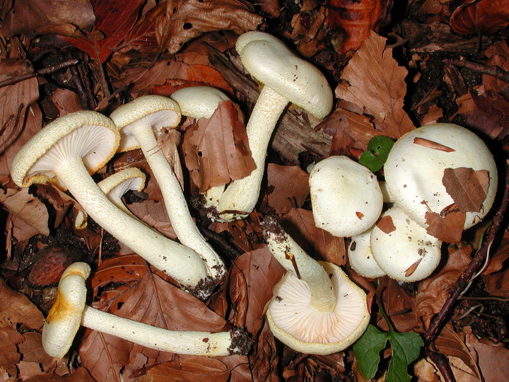 Hygrophorus chrysodon