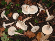 Hygrophorus hedrychii