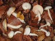 Hygrophorus discoxanthus