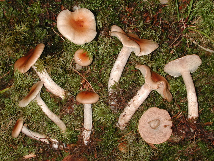 Hygrophorus discoideus