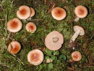 Hygrophorus discoideus