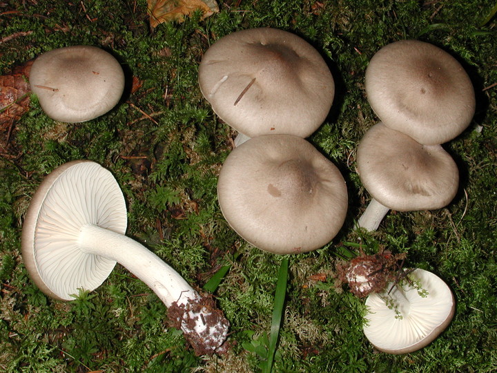 Hygrophorus agathosmus