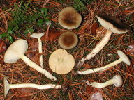 Hygrophorus hypothejus