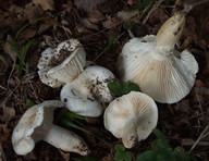 Hygrophorus penarioides