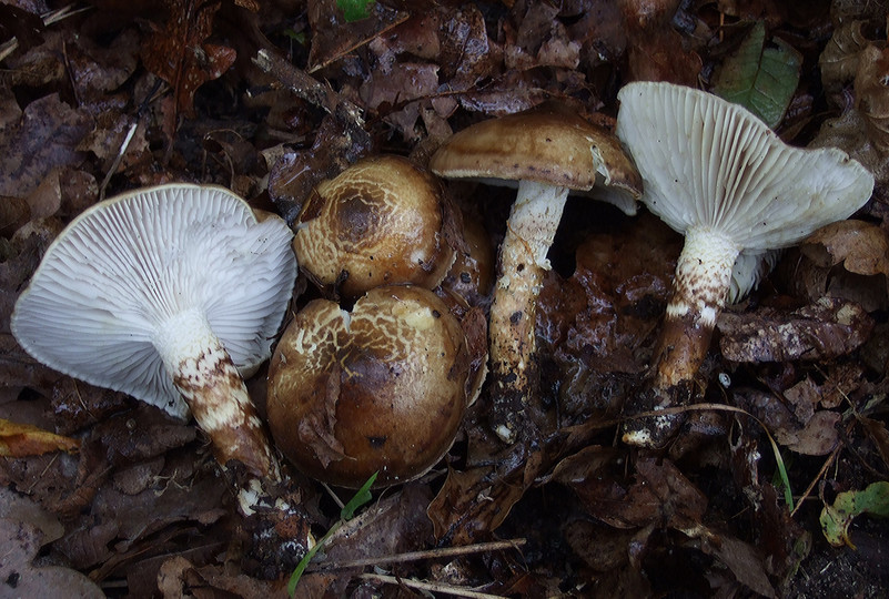 Hygrophorus persoonii