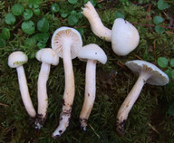 Hygrophorus hedrychii