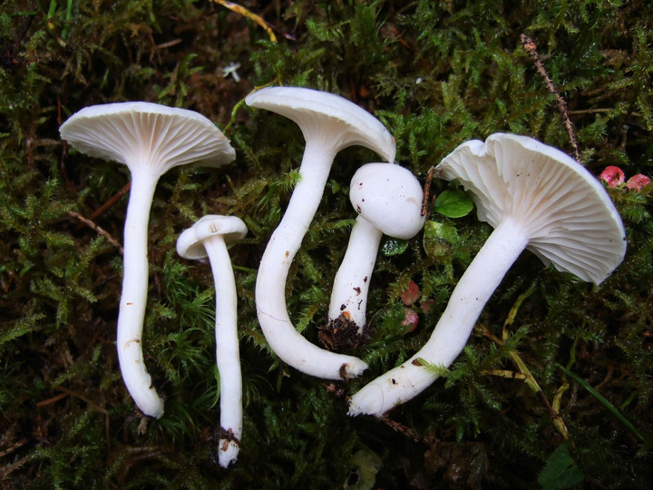 Hygrophorus piceae