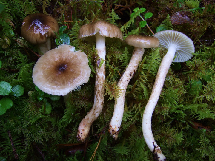 Hygrophorus olivaceoalbus