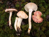 Hygrophorus purpurascens