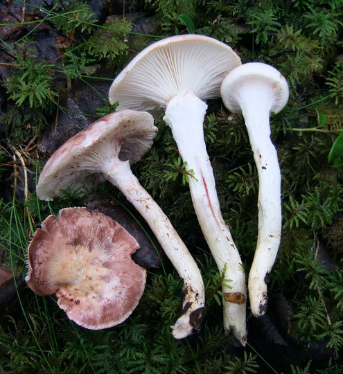 Hygrophorus purpurascens