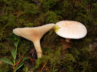 Hygrophorus karstenii