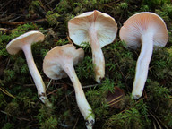 Hygrophorus pudorinus