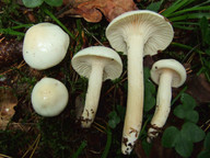 Hygrophorus cossus