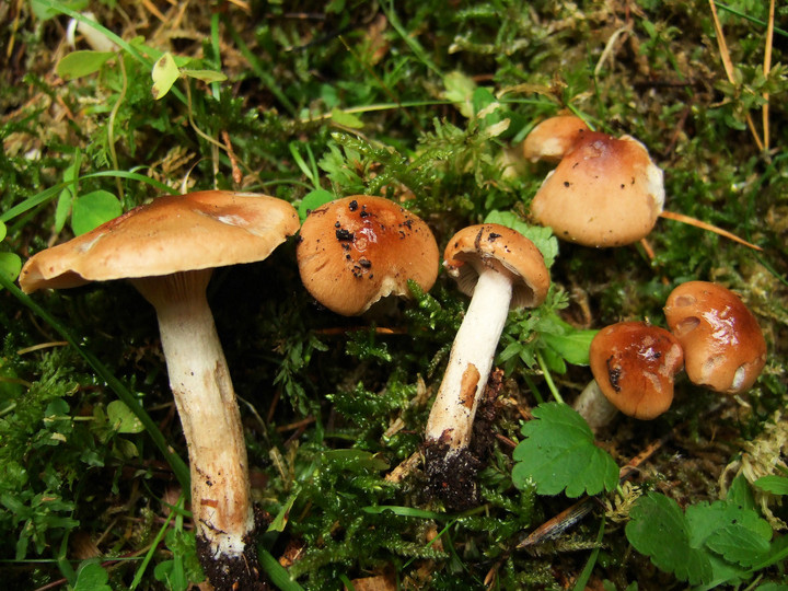 Hygrophorus discoideus