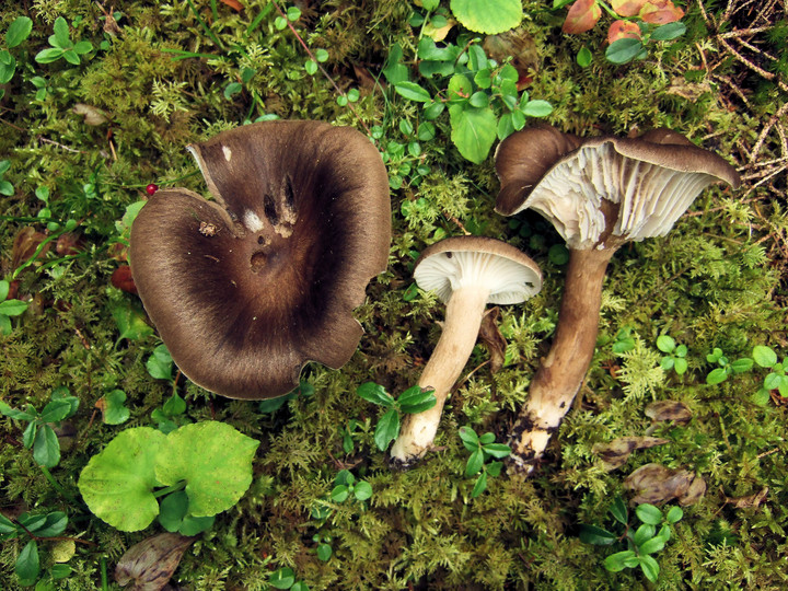 Hygrophorus camarophyllus