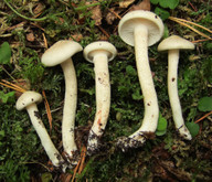 Hygrophorus hyacinthinus