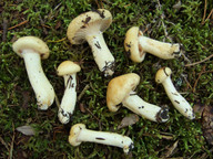 Hygrophorus gliocyclus