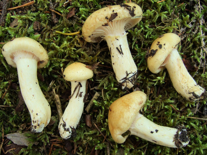 Hygrophorus gliocyclus