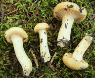 Hygrophorus gliocyclus