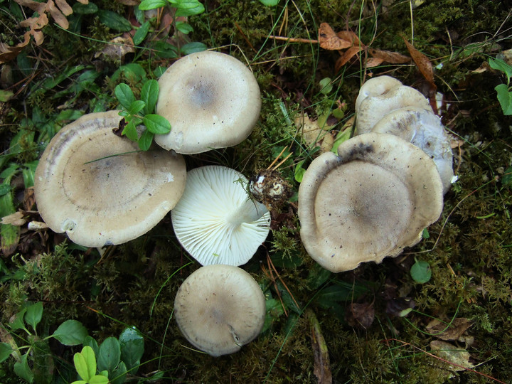 Hygrophorus agathosmus