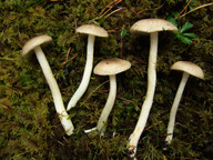 Hygrophorus pustulatus