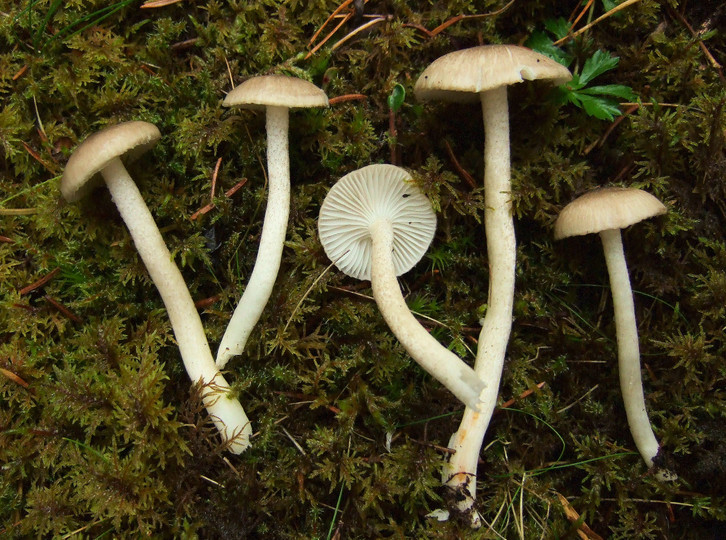 Hygrophorus pustulatus